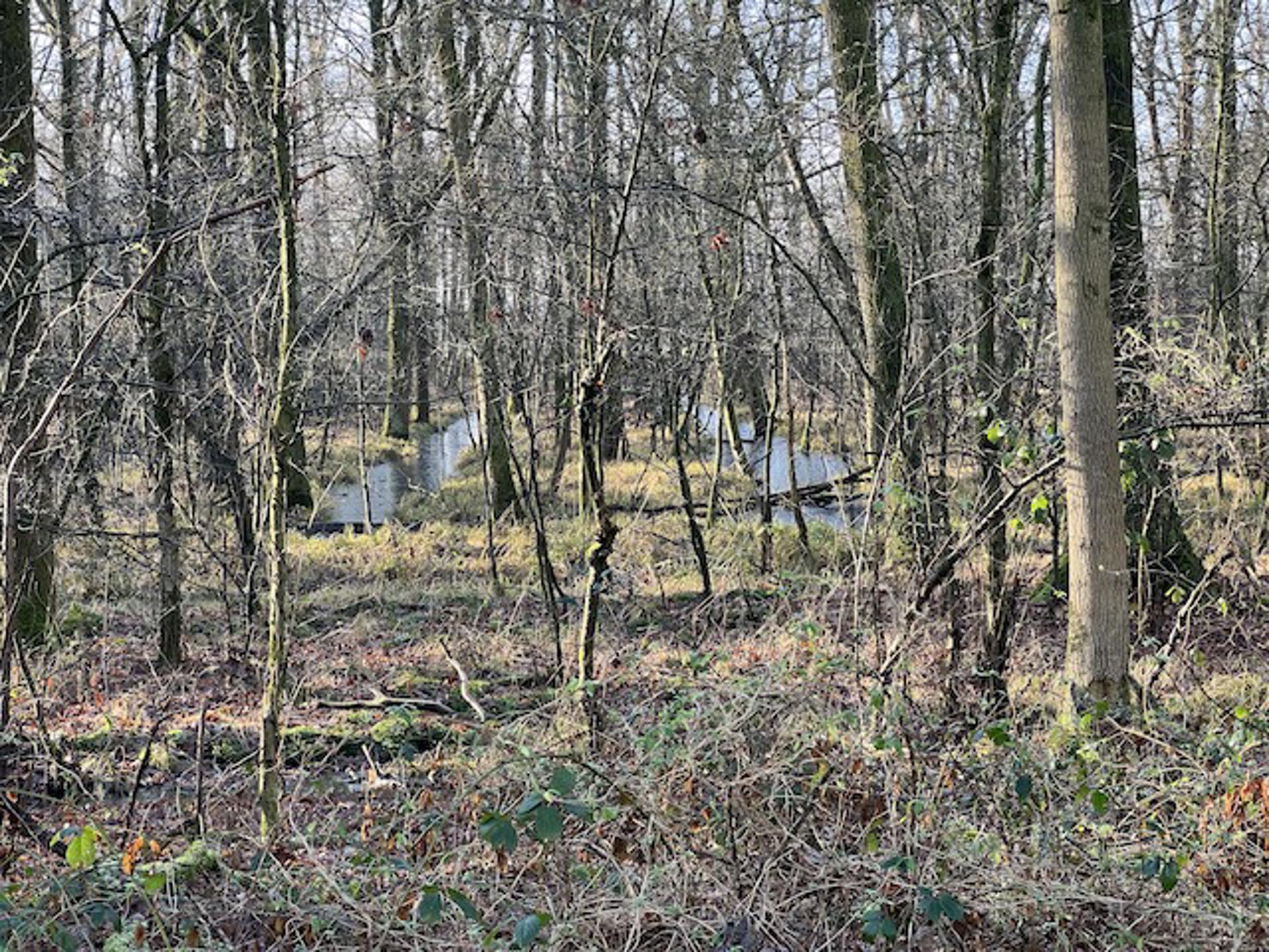 Afbeelding bij het weerbericht van donderdag 15 januari 2026.