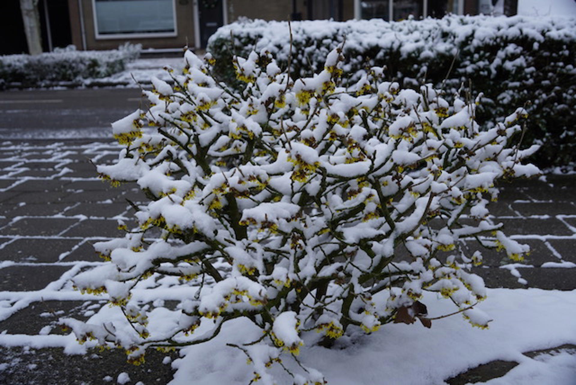 Afbeelding bij het weerbericht van vrijdag 30 januari 2026.