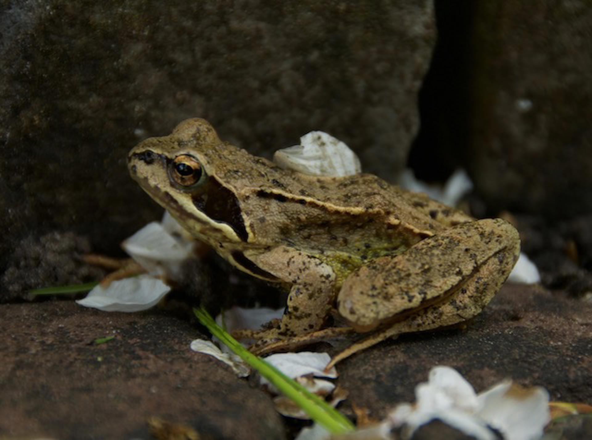 Afbeelding bij het weerbericht van zaterdag 11 april 2026.